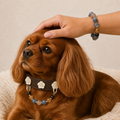XCENCORE Midnight Constellation Collar + Owner Bracelet Set — owner and pet set view with champagne-gold fixed hardware — 2026-08-29