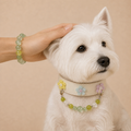 XCENCORE Verdant Snow Collar + Owner Bracelet Set — owner and pet set view with champagne-gold fixed hardware — 2026-08-29